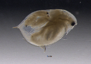  (Daphnia longispina - BarCrust 248)  @13 [ ] CreativeCommons - Attribution Non-Commercial Share-Alike (2015) A. Hobæk Norwegian Institute for Water Research