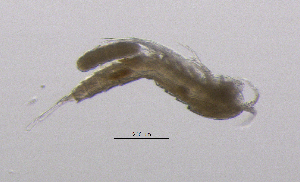  (Elaphoidella gracilis - BarCrust 308)  @11 [ ] CreativeCommons - Attribution Non-Commercial Share-Alike (2015) A. Hobæk Norwegian Institute for Water Research