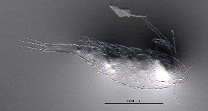  ( - BarCrust 332)  @11 [ ] CreativeCommons - Attribution Non-Commercial Share-Alike (2015) A. Hobæk Norwegian Institute for Water Research