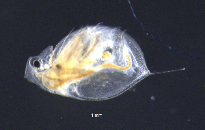  (Daphnia umbra - BarCrust 333)  @13 [ ] CreativeCommons - Attribution Non-Commercial Share-Alike (2015) A. Hobæk Norwegian Institute for Water Research