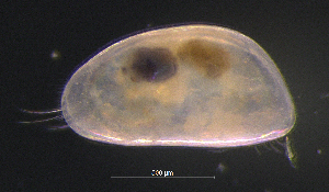  ( - BarCrust 378)  @11 [ ] CreativeCommons - Attribution Non-Commercial Share-Alike (2015) A. Hobæk Norwegian Institute for Water Research