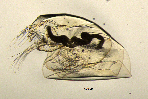  ( - BarCrust 50)  @11 [ ] CreativeCommons - Attribution Non-Commercial Share-Alike (2015) A. Hobæk Norwegian Institute for Water Research