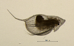  ( - BarCrust 63)  @11 [ ] CreativeCommons - Attribution Non-Commercial Share-Alike (2015) A. Hobæk Norwegian Institute for Water Research