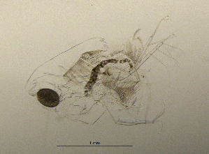  (Daphnia cf. longispina - BarCrust 66)  @11 [ ] CreativeCommons - Attribution Non-Commercial Share-Alike (2015) A. Hobæk Norwegian Institute for Water Research