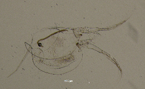  (Daphnia cristata - BarCrust 72)  @12 [ ] CreativeCommons - Attribution Non-Commercial Share-Alike (2015) A. Hobæk Norwegian Institute for Water Research