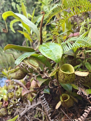  ( - NAB_AHU)  @11 [ ] by-nc-sa (2019) Edward Entalai Universiti Putra Malaysia