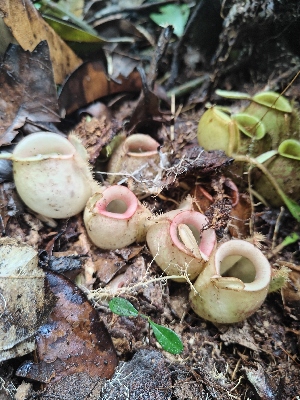  (Nepenthes X neglecta - NN_AHU)  @11 [ ] by-nc-sa (2019) Edward Entalai Universiti Putra Malaysia