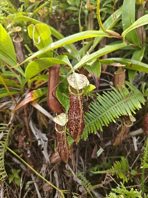  ( - NP1_GLT)  @11 [ ] by-nc-sa (2019) Edward Entalai Universiti Putra Malaysia