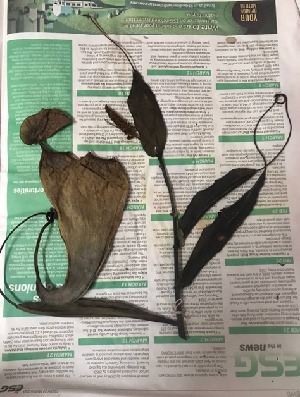  (Nepenthes fusca - NFL1_GCC)  @11 [ ] by-nc-sa (2019) Edward Entalai Universiti Putra Malaysia