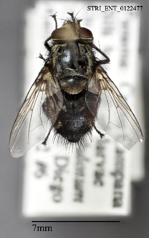  ( - STRI_ENT_0122477)  @11 [ ] CreativeCommons - Attribution Share - Alike (2023) Smithsonian Tropical Research Institute Photography Group Smithsonian Tropical Research Institute