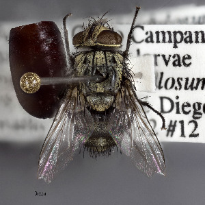  ( - STRI_ENT_0122485)  @11 [ ] CreativeCommons - Attribution Share - Alike (2023) Smithsonian Tropical Research Institute Photography Group Smithsonian Tropical Research Institute