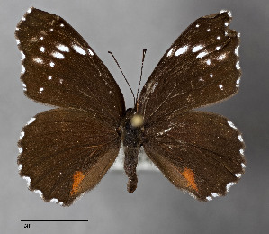  ( - STRI_ENT_0122774)  @11 [ ] CreativeCommons - Attribution Share - Alike (2023) Smithsonian Tropical Research Institute Photography Group Smithsonian Tropical Research Institute