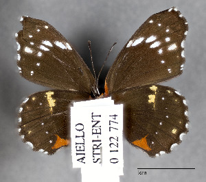  ( - STRI_ENT_0122774)  @11 [ ] CreativeCommons - Attribution Share - Alike (2023) Smithsonian Tropical Research Institute Photography Group Smithsonian Tropical Research Institute