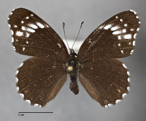  ( - STRI_ENT_0122782)  @11 [ ] CreativeCommons - Attribution Share - Alike (2023) Smithsonian Tropical Research Institute Photography Group Smithsonian Tropical Research Institute