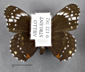  ( - STRI_ENT_0122782)  @11 [ ] CreativeCommons - Attribution Share - Alike (2023) Smithsonian Tropical Research Institute Photography Group Smithsonian Tropical Research Institute