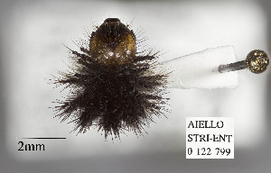  ( - STRI_ENT_0122799)  @11 [ ] CreativeCommons - Attribution Share - Alike (2023) Smithsonian Tropical Research Institute Photography Group Smithsonian Tropical Research Institute