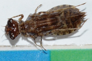  ( - WAD49)  @12 [ ] Copyright (2015) Dr.G.D. Khedkar PAUL HEBERT CENTRE FOR DNA BARCODING AND BIODIVERSITY STUDIES