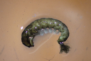  (Hydropsyche fimbriata - HFDF0M11)  @11 [ ] CreativeCommons - Attribution Non-Commercial Share-Alike (2019) Vanessa Barbosa NIWA, Hamilton