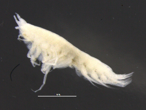  (Caleidoscopsis - 10-9S_Syno6_2012_1)  @11 [ ] CreativeCommons  Attribution Non-Commercial Share-Alike (2021) Anna Jazdzewska University of Lodz, Dept of Invertebrate Zoology and Hydrobiology