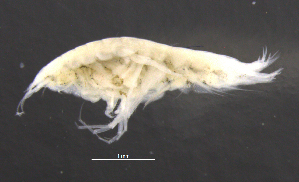  (Caleidoscopsis - 10-9S_Syno6_2012_3)  @11 [ ] CreativeCommons  Attribution Non-Commercial Share-Alike (2021) Anna Jazdzewska University of Lodz, Dept of Invertebrate Zoology and Hydrobiology