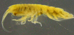 ( - 11-9S_Oedi5_2012_1)  @11 [ ] CreativeCommons  Attribution Non-Commercial Share-Alike (2021) Anna Jazdzewska University of Lodz, Dept of Invertebrate Zoology and Hydrobiology
