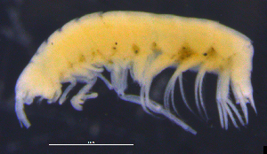  ( - 11-9S_Pard1_2012_3)  @11 [ ] CreativeCommons  Attribution Non-Commercial Share-Alike (2021) Anna Jazdzewska University of Lodz, Dept of Invertebrate Zoology and Hydrobiology
