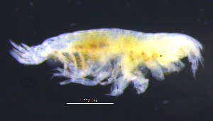  (PhoxocephalinaeAJ sp. 1 - 11-9S_Phox1_2012_9)  @11 [ ] CreativeCommons  Attribution Non-Commercial Share-Alike (2021) Anna Jazdzewska University of Lodz, Dept of Invertebrate Zoology and Hydrobiology