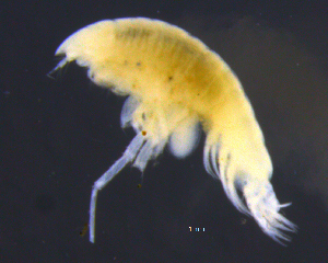  ( - 12-4S_Harp1_2012_6)  @11 [ ] CreativeCommons  Attribution Non-Commercial Share-Alike (2021) Anna Jazdzewska University of Lodz, Dept of Invertebrate Zoology and Hydrobiology