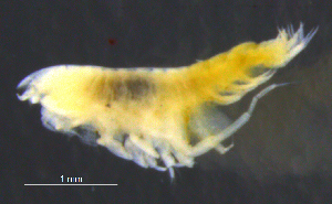  (HarpiniinaeAJ sp. 4 - 12-4S_Harp4_2012_2)  @11 [ ] CreativeCommons  Attribution Non-Commercial Share-Alike (2021) Anna Jazdzewska University of Lodz, Dept of Invertebrate Zoology and Hydrobiology