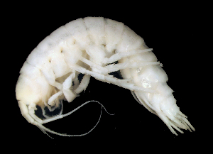  ( - 12-5_Bath1_2012_1)  @11 [ ] CreativeCommons  Attribution Non-Commercial Share-Alike (2021) Anna Jazdzewska University of Lodz, Dept of Invertebrate Zoology and Hydrobiology