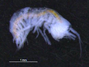  ( - 12-5_Meta1_2012_11)  @11 [ ] CreativeCommons  Attribution Non-Commercial Share-Alike (2021) Anna Jazdzewska University of Lodz, Dept of Invertebrate Zoology and Hydrobiology