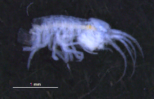  ( - 12-5_Meta1_2012_14)  @11 [ ] CreativeCommons  Attribution Non-Commercial Share-Alike (2021) Anna Jazdzewska University of Lodz, Dept of Invertebrate Zoology and Hydrobiology