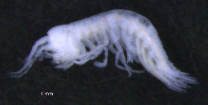  ( - 12-5_Meta1_2012_4)  @11 [ ] CreativeCommons  Attribution Non-Commercial Share-Alike (2021) Anna Jazdzewska University of Lodz, Dept of Invertebrate Zoology and Hydrobiology