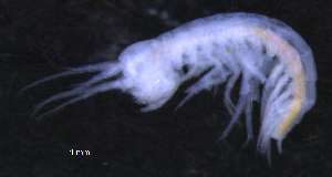  ( - 12-5_Meta1_2012_5)  @11 [ ] CreativeCommons  Attribution Non-Commercial Share-Alike (2021) Anna Jazdzewska University of Lodz, Dept of Invertebrate Zoology and Hydrobiology
