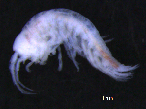  ( - 12-5_Meta1_2012_7)  @11 [ ] CreativeCommons  Attribution Non-Commercial Share-Alike (2021) Anna Jazdzewska University of Lodz, Dept of Invertebrate Zoology and Hydrobiology