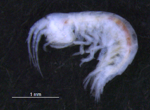  ( - 12-5_Meta1_2012_9)  @11 [ ] CreativeCommons  Attribution Non-Commercial Share-Alike (2021) Anna Jazdzewska University of Lodz, Dept of Invertebrate Zoology and Hydrobiology