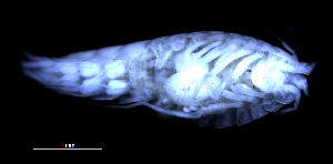  (Caleidoscopsis - 2-9S_Syno6_2012_2)  @11 [ ] CreativeCommons  Attribution Non-Commercial Share-Alike (2021) Anna Jazdzewska University of Lodz, Dept of Invertebrate Zoology and Hydrobiology