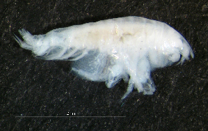  (PhoxocephalinaeAJ sp. 3 - 3-9E_Phox3_2012_1)  @11 [ ] CreativeCommons  Attribution Non-Commercial Share-Alike (2021) Anna Jazdzewska University of Lodz, Dept of Invertebrate Zoology and Hydrobiology