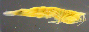 ( - 3-9S_Eusi4_2012_2)  @11 [ ] CreativeCommons  Attribution Non-Commercial Share-Alike (2021) Anna Jazdzewska University of Lodz, Dept of Invertebrate Zoology and Hydrobiology
