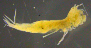  ( - 3-9S_Eusi4_2012_6)  @11 [ ] CreativeCommons  Attribution Non-Commercial Share-Alike (2021) Anna Jazdzewska University of Lodz, Dept of Invertebrate Zoology and Hydrobiology