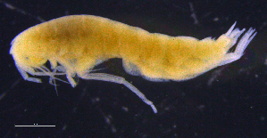  ( - 3-9S_Pard8_2012_4)  @11 [ ] CreativeCommons  Attribution Non-Commercial Share-Alike (2021) Anna Jazdzewska University of Lodz, Dept of Invertebrate Zoology and Hydrobiology