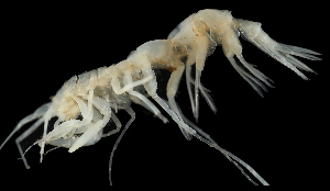  ( - 40E_Rhac_2016_1)  @11 [ ] CreativeCommons  Attribution Non-Commercial Share-Alike (2021) Anna Jazdzewska University of Lodz, Dept of Invertebrate Zoology and Hydrobiology