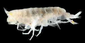  (Bathycallisoma - 42S_Eury_2016_1)  @11 [ ] CreativeCommons  Attribution Non-Commercial Share-Alike (2021) Anna Jazdzewska University of Lodz, Dept of Invertebrate Zoology and Hydrobiology