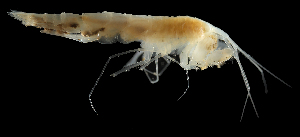  ( - 42S_Rhac_2016_1)  @11 [ ] CreativeCommons  Attribution Non-Commercial Share-Alike (2021) Anna Jazdzewska University of Lodz, Dept of Invertebrate Zoology and Hydrobiology