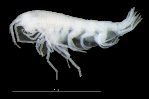  ( - 5-9S_Pard1_2012_1)  @11 [ ] CreativeCommons  Attribution Non-Commercial Share-Alike (2021) Anna Jazdzewska University of Lodz, Dept of Invertebrate Zoology and Hydrobiology
