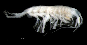  (OedicerotidaeAJ sp. 6 - 6-11S_Oedi6_2012_1)  @11 [ ] CreativeCommons  Attribution Non-Commercial Share-Alike (2021) Anna Jazdzewska University of Lodz, Dept of Invertebrate Zoology and Hydrobiology