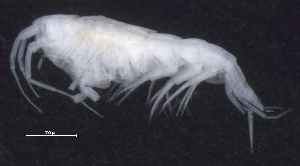  (OedicerotidaeAJ cf. sp. 1 - 7-9E_Oedi1a_2012_1)  @11 [ ] CreativeCommons  Attribution Non-Commercial Share-Alike (2021) Anna Jazdzewska University of Lodz, Dept of Invertebrate Zoology and Hydrobiology