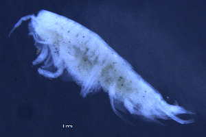  ( - 8-9E_Syno6_2012_1)  @11 [ ] CreativeCommons  Attribution Non-Commercial Share-Alike (2021) Anna Jazdzewska University of Lodz, Dept of Invertebrate Zoology and Hydrobiology