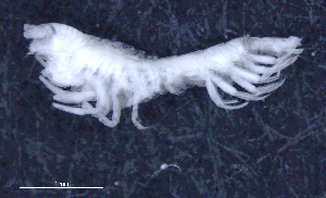  ( - 8-9S_Oedi5_2012_1)  @11 [ ] CreativeCommons  Attribution Non-Commercial Share-Alike (2021) Anna Jazdzewska University of Lodz, Dept of Invertebrate Zoology and Hydrobiology