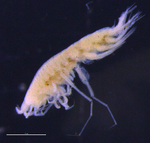  ( - 9-9S_Pard11_2012_1)  @11 [ ] CreativeCommons  Attribution Non-Commercial Share-Alike (2021) Anna Jazdzewska University of Lodz, Dept of Invertebrate Zoology and Hydrobiology